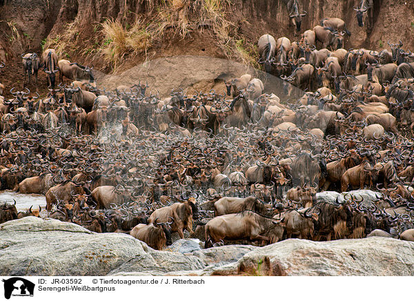 Serengeti-Weibartgnus / western white-bearded wildebeests / JR-03592