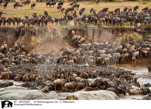 Serengeti-Weibartgnus / JR-03593