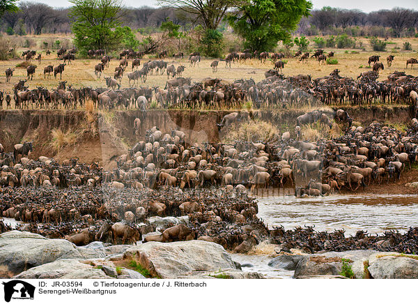 Serengeti-Weibartgnus / western white-bearded wildebeests / JR-03594