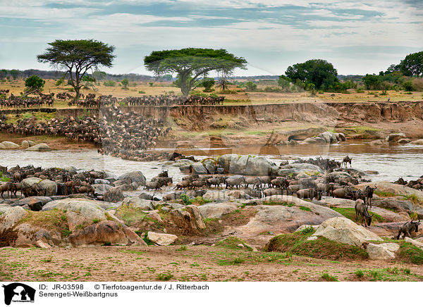 Serengeti-Weibartgnus / JR-03598
