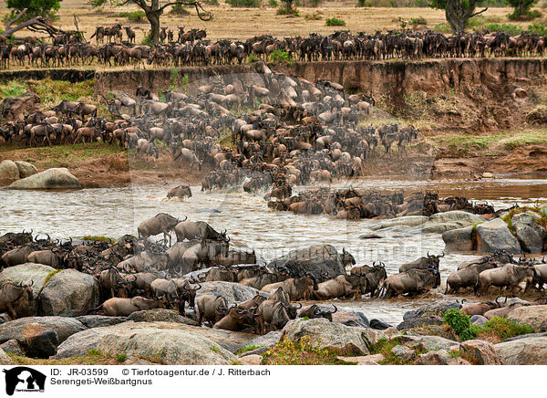Serengeti-Weibartgnus / JR-03599