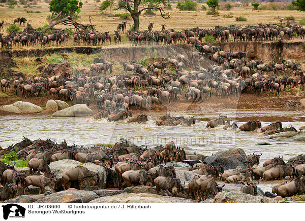 Serengeti-Weibartgnus / JR-03600