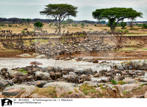 Serengeti-Weibartgnus / JR-03602