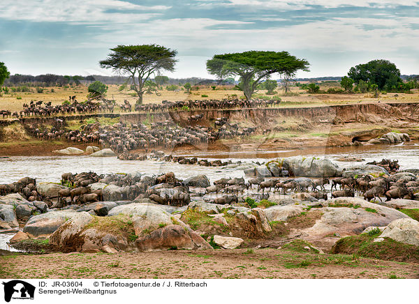 Serengeti-Weibartgnus / JR-03604