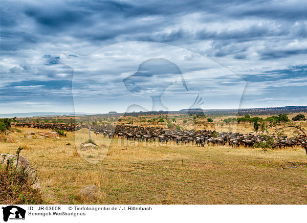 Serengeti-Weibartgnus / JR-03608