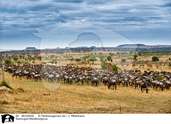 Serengeti-Weibartgnus / JR-03609