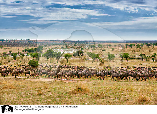 Serengeti-Weibartgnus / western white-bearded wildebeests / JR-03612
