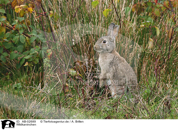 Wildkaninchen / european rabbit / AB-02689