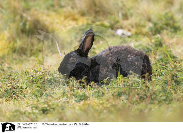 Wildkaninchen / european wild rabbit / WS-07110