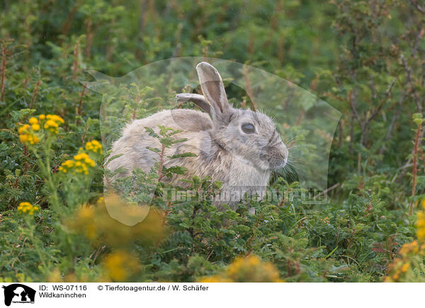 Wildkaninchen / european wild rabbit / WS-07116