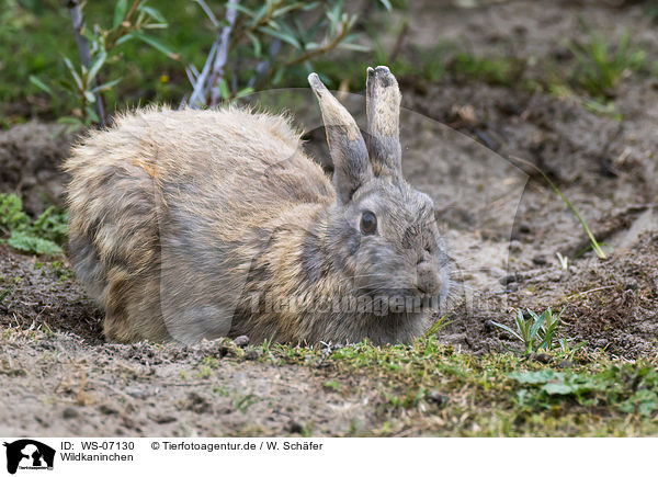 Wildkaninchen / WS-07130