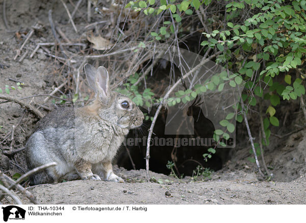 Wildkaninchen / european wild rabbit / THA-10344