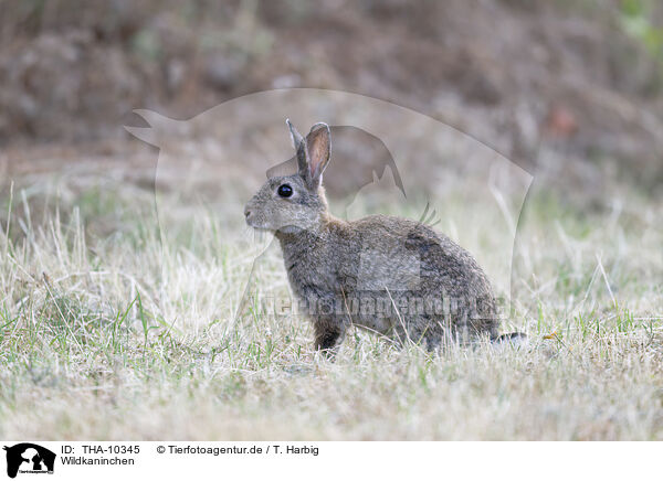 Wildkaninchen / THA-10345