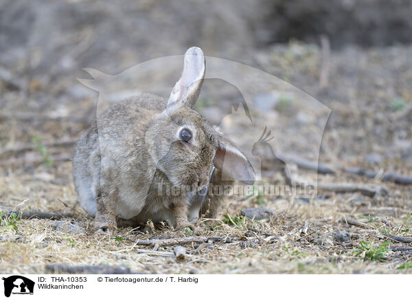 Wildkaninchen / THA-10353