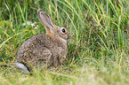 Wildkaninchen