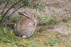 Wildkaninchen