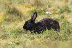 Wildkaninchen