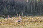 Wildkaninchen