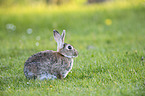 Wildkaninchen