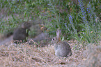 Wildkaninchen