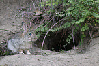 Wildkaninchen