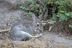 Wildkaninchen