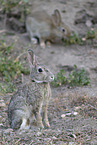 Wildkaninchen