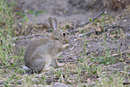 Wildkaninchen