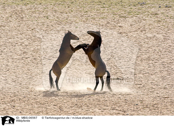 Wildpferde / wild horses / MBS-06567