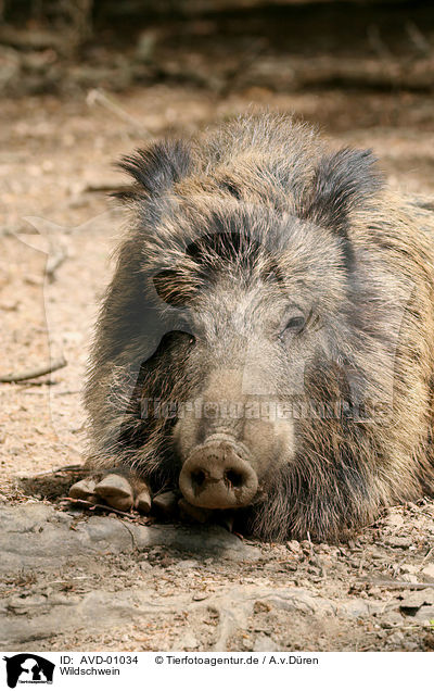 Wildschwein / wild boar / AVD-01034