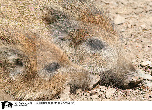 Wildschwein / wild boar / AVD-01036
