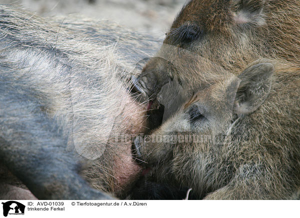 trinkende Ferkel / drinking piglets / AVD-01039