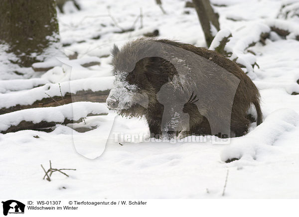 Wildschwein im Winter / wild pig / WS-01307