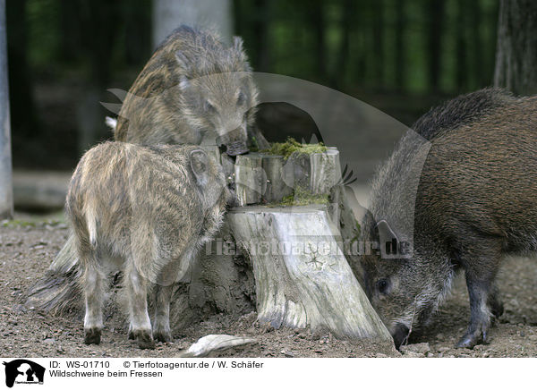 Wildschweine beim Fressen / wild pig / WS-01710