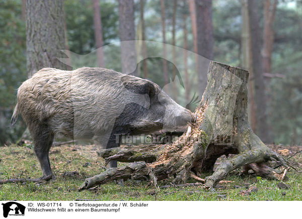 Wildschwein frit an einem Baumstumpf / wild pig / WS-01714