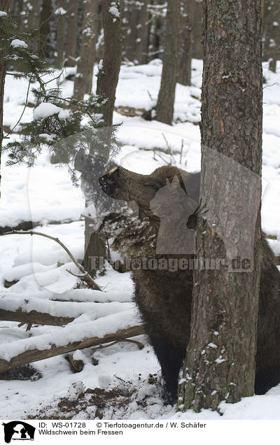 Wildschwein beim Fressen / wild pig / WS-01728