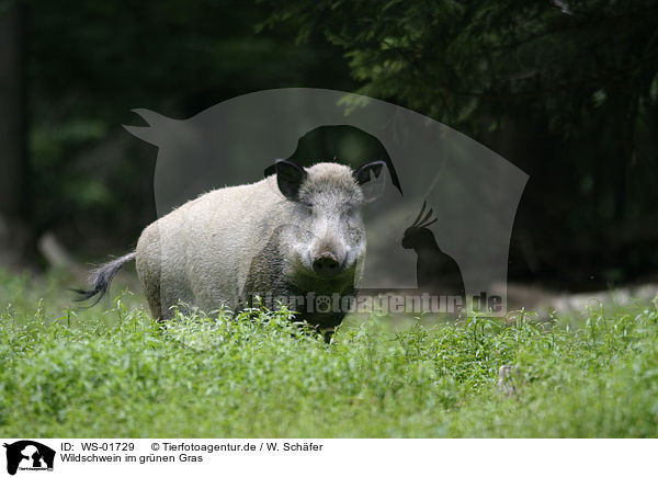 Wildschwein im grnen Gras / wild pig / WS-01729