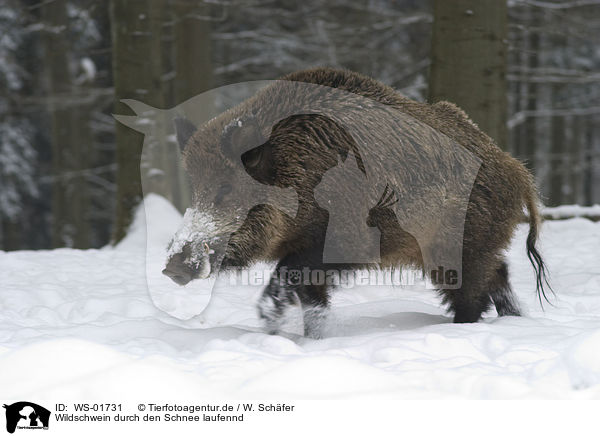 Wildschwein durch den Schnee laufennd / wild pig / WS-01731
