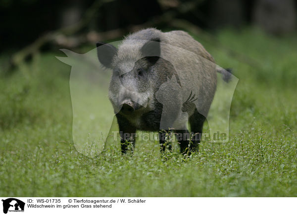 Wildschwein im grnen Gras stehend / wild pig / WS-01735