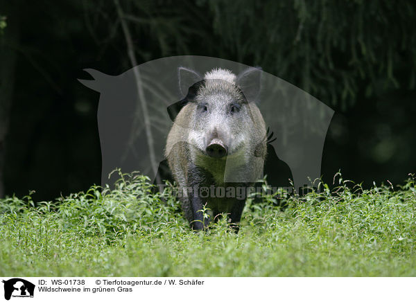 Wildschweine im grnen Gras / wild pig / WS-01738