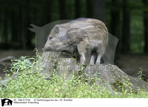 Wildschwein Frischling / wild pig / WS-01744