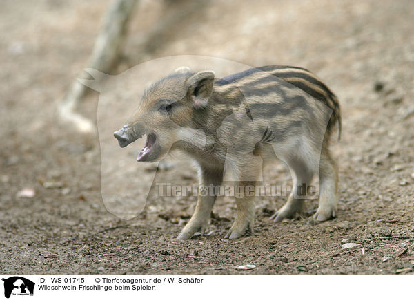 Wildschwein Frischlinge beim Spielen / wild pig / WS-01745