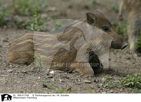 Wildschwein Frischling / WS-01748