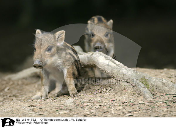 Wildschwein Frischlinge / wild pig / WS-01752