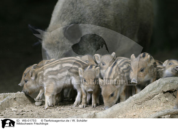 Wildschwein Frischlinge / wild pig / WS-01753