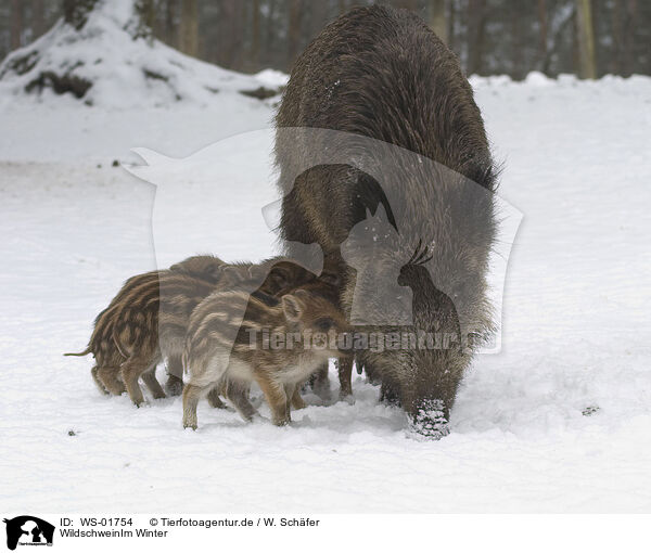 WildschweinIm Winter / WS-01754