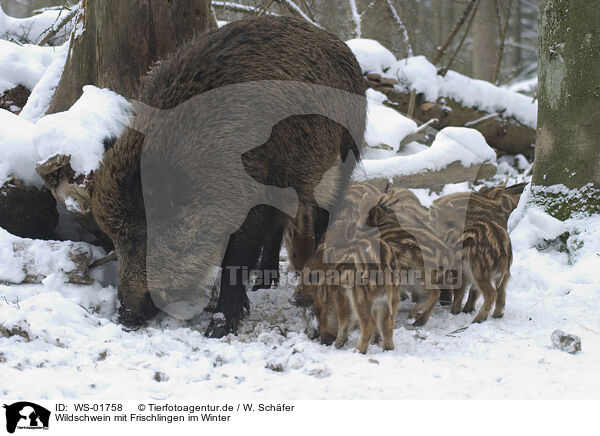Wildschwein mit Frischlingen im Winter / wild pig / WS-01758