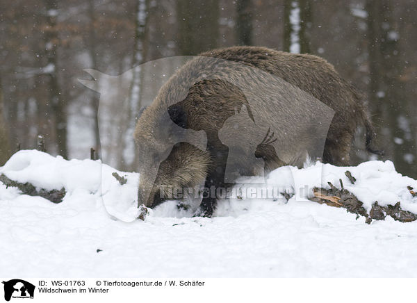 Wildschwein im Winter / wild pig / WS-01763