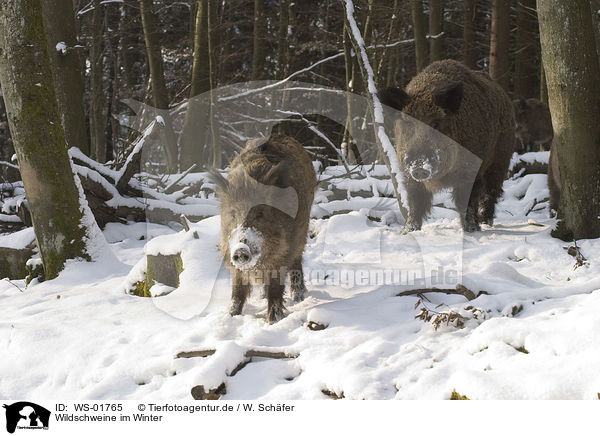Wildschweine im Winter / wild pig / WS-01765