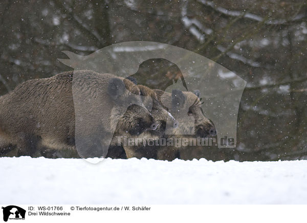 Drei Wildschweine / wild pig / WS-01766